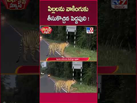 iSmart News : పిల్లలను వాకింగుకు తీసుకొచ్చిన పెద్దపులి !  | Tiger - TV9