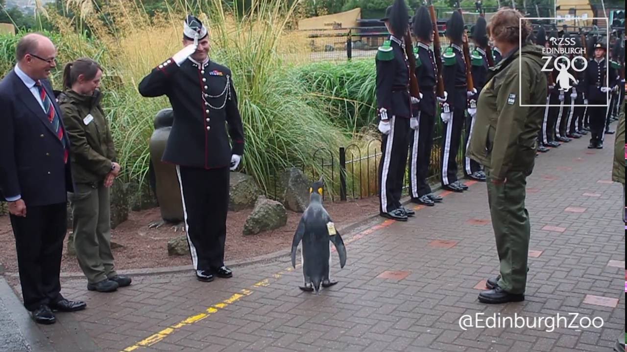 國王企鵝受封「准將」！動物園閱兵超威風