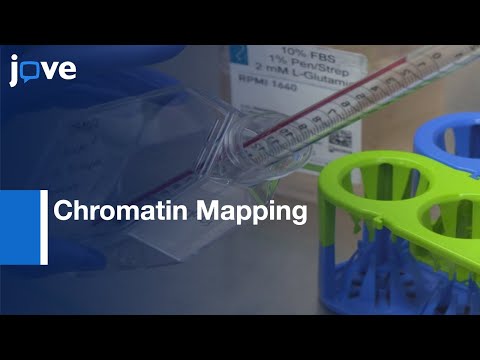 Chromatin Mapping in T Lymphocytes by ATAC-Seq | Protocol Preview