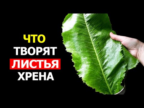 Вот что произойдет с организмом, если начать есть Листья Хрена (Удивительно)