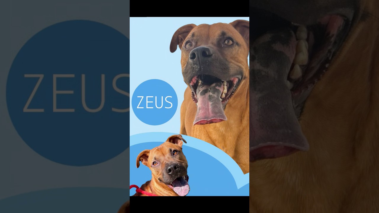 Zeus, a Adoptable mixed breed in Marion, VA video 2/6