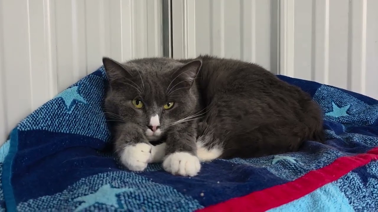 Boots, a Adoptable Domestic Short Hair in Blairsville, GA video 6/6