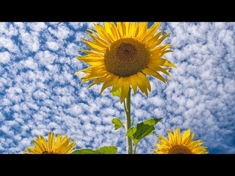 YouTube Thumbnail