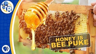 Did You Know Honey is Really Bee Puke?