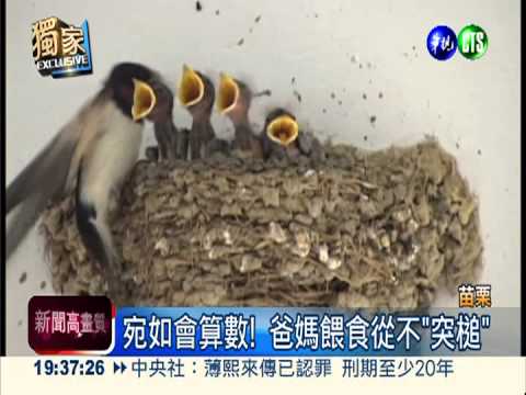 小燕子肚子餓! 爸媽餵食"有秩序"