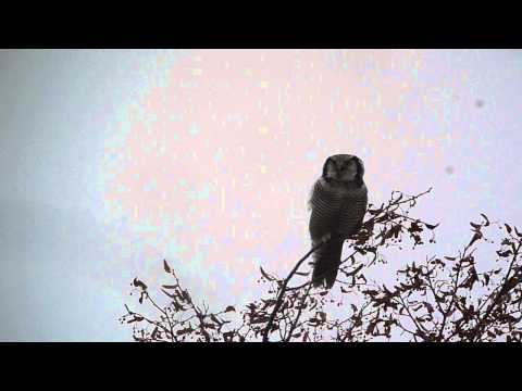 Sowa jarzębata (Pniewo, 05.11.2013)