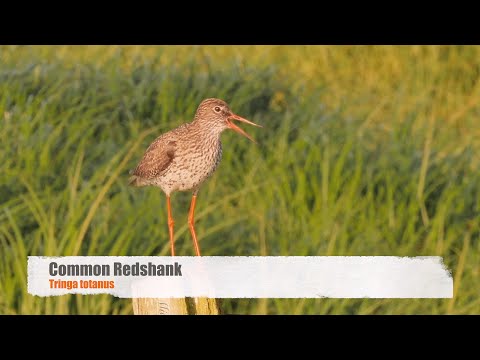 Kalužiak červenonohý (Tringa totanus) — Common Redshank volanie „teu-hu-hu"