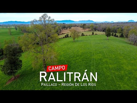 Campo en Paillaco, Ralitrán – Región de Los Ríos