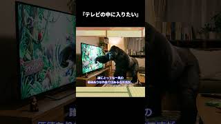 【ゆっくり映画雑談】A24の怪作『テレビの中に入りたい』は、『ドニー・ダーコ』や『π』などが好きな層には相当刺さるはず【ネタバレ無し】