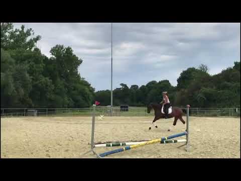 2017 Hannoverian mare by Franz Ferdinand  Perfect hunter prospect  FOR SALE