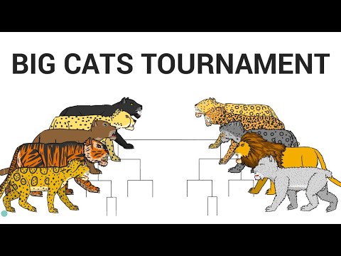 THE BIG CATS TOURNAMENT ANIMATION