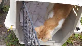 2 moms returned now that their kittens are eating on their own