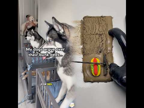 My dogs always argue at bedtime! #dogsofyoutube #dog #dogs #husky #goldenretriever #puppy