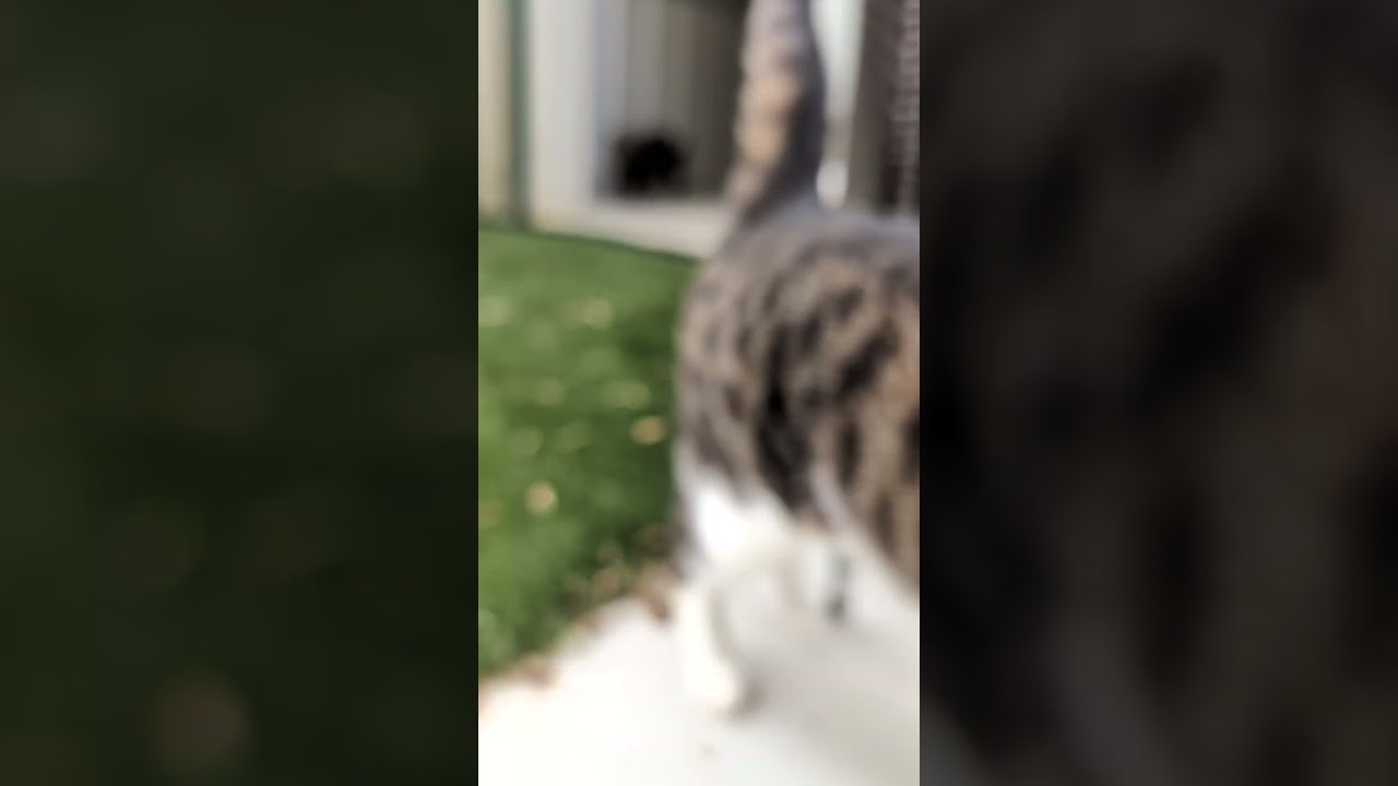 Enlarge Berlioz, a Adoptable Domestic Short Hair in Nowata, OK video 6/6