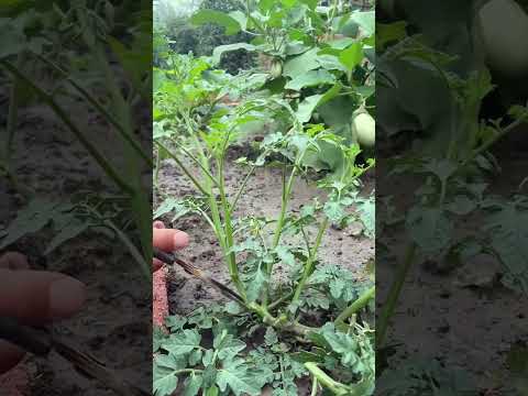 Tomato pruning 2706 #shorts #farming