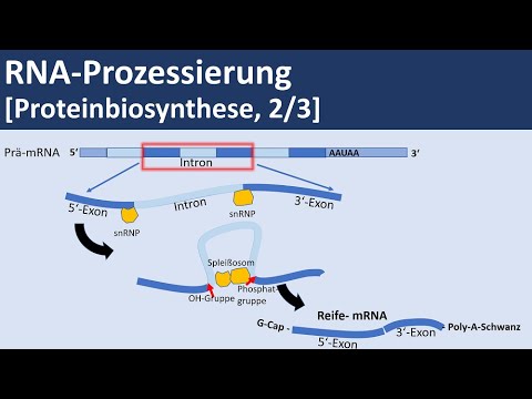 RNA Processing [Protein Biosynthesis, 2/3] - [Biology, Genetics, Advanced Level]
