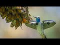 Robot Spy Hummingbird Films HALF A BILLION MONARCH BUTTERFLIES!