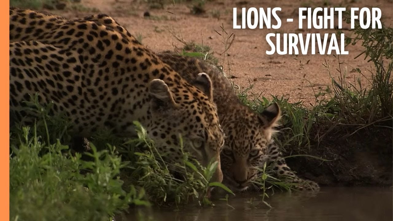 White Lions - Fight for Survival | Full Documentary