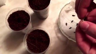 Nashi anbauen und zum Bonsai kultivieren! Nashi - Birne - Baum - Bonsai #Part 1#
