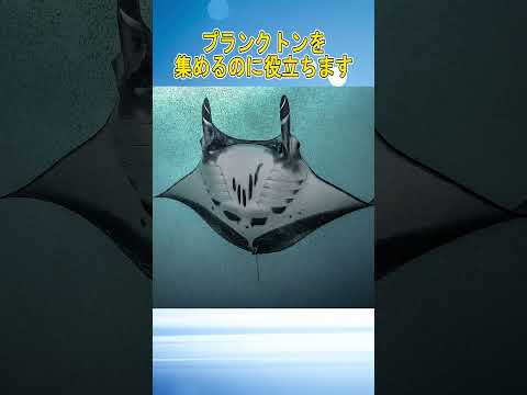 先史時代の海洋動物 - 好奇心と画像 - ダンクルオステウス