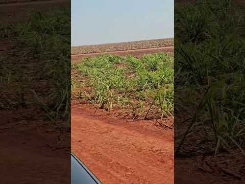 Alvorada do Sul, PR.  Área rural .