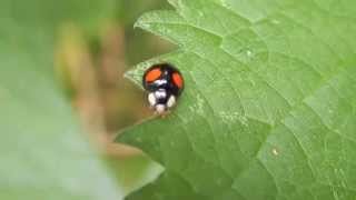 preview picture of video 'A Harlelquin four spot lady bird in Speckled Wood, Hastings'