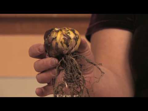 Gardening Tips & Flowers : How to Take Care of an...