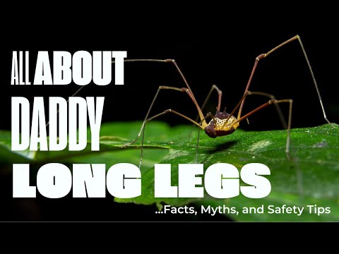 Daddy Long Legs Spider: Facts, Myths, and Safety Tips