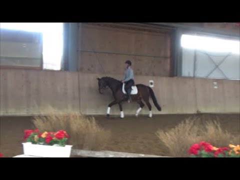 4j. Wallach v. Borsalino x Collin L  www.stöcker-verkaufspferde.de