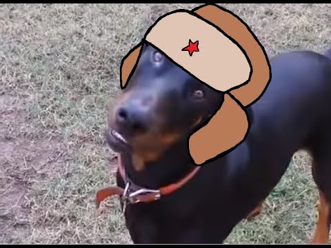 Comrade Dog