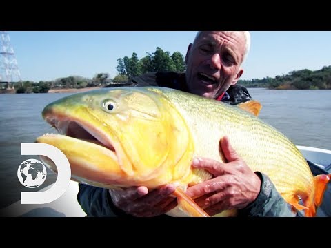 アルゼンチンの「血の川」で獰猛なゴールデンドラドを釣り上げる｜リバーモンスターズ (Fishing For A Ferocious Golden Dorado In Argentina's "River Of Blood" | River Monsters)
