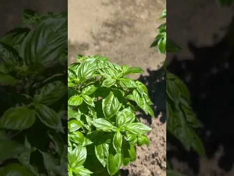 園芸 多年草バジル