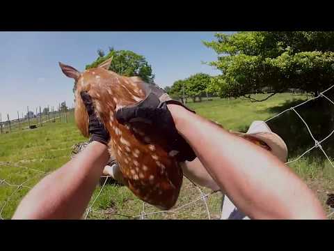 ConQuest 200. Season 2. Episode 3. Accredited Deer Herd.