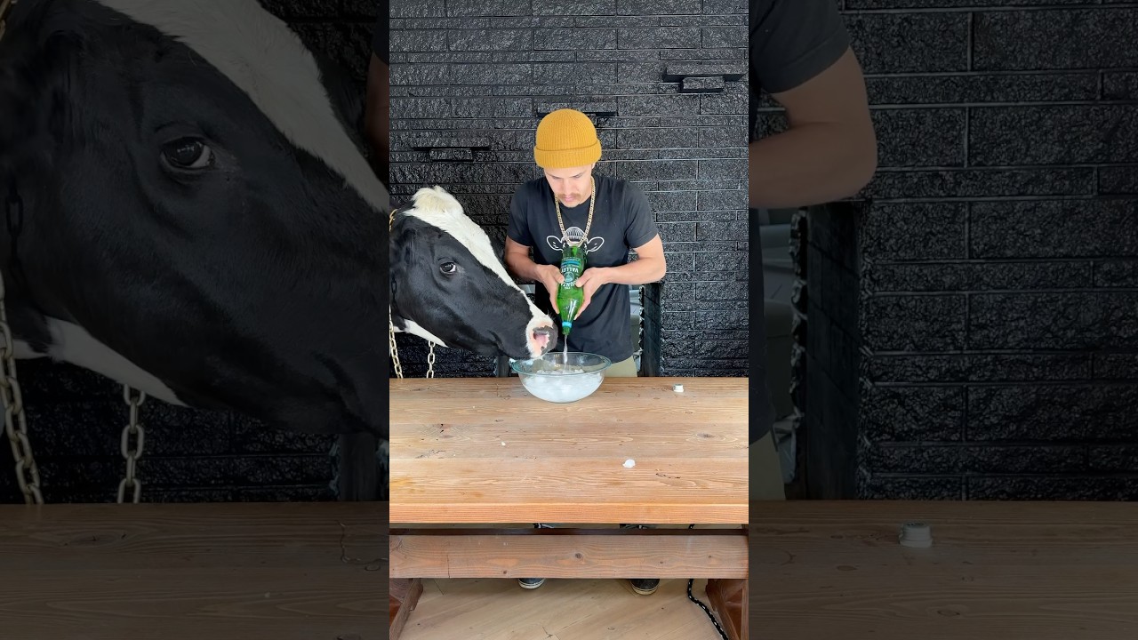 Morning routine with Bruce! #cow #brucethecow #farm #animals