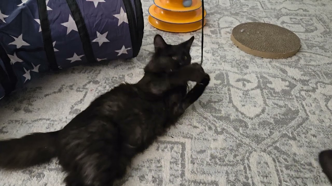 Enlarge FAME, a ADOPTABLE Domestic Medium Hair in Kenosha, WI video 5/5