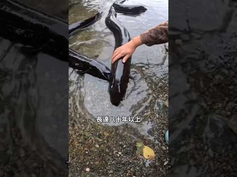 活了80年、遠征2000公里的鰻魚，壯烈的生命終點 #紐西蘭長鰭鰻 #LongfinEel