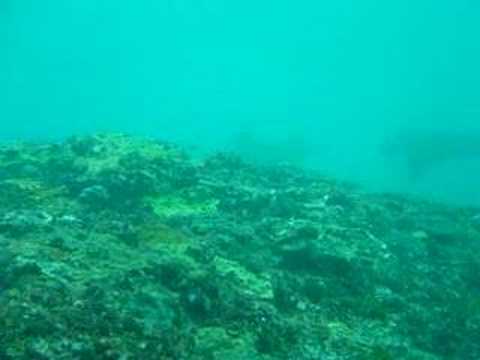 Manta Point - Nusa Penida