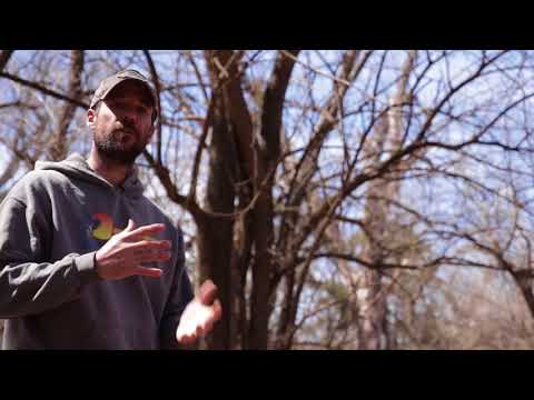 Osage orange identification, harvesting, and cutting for bow staves