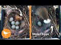 Finch Nest RANSACKED by Cowbird Mother after Chick Dies