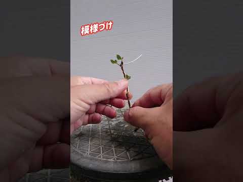 屋外盆栽の育て方のヒント 種の維持