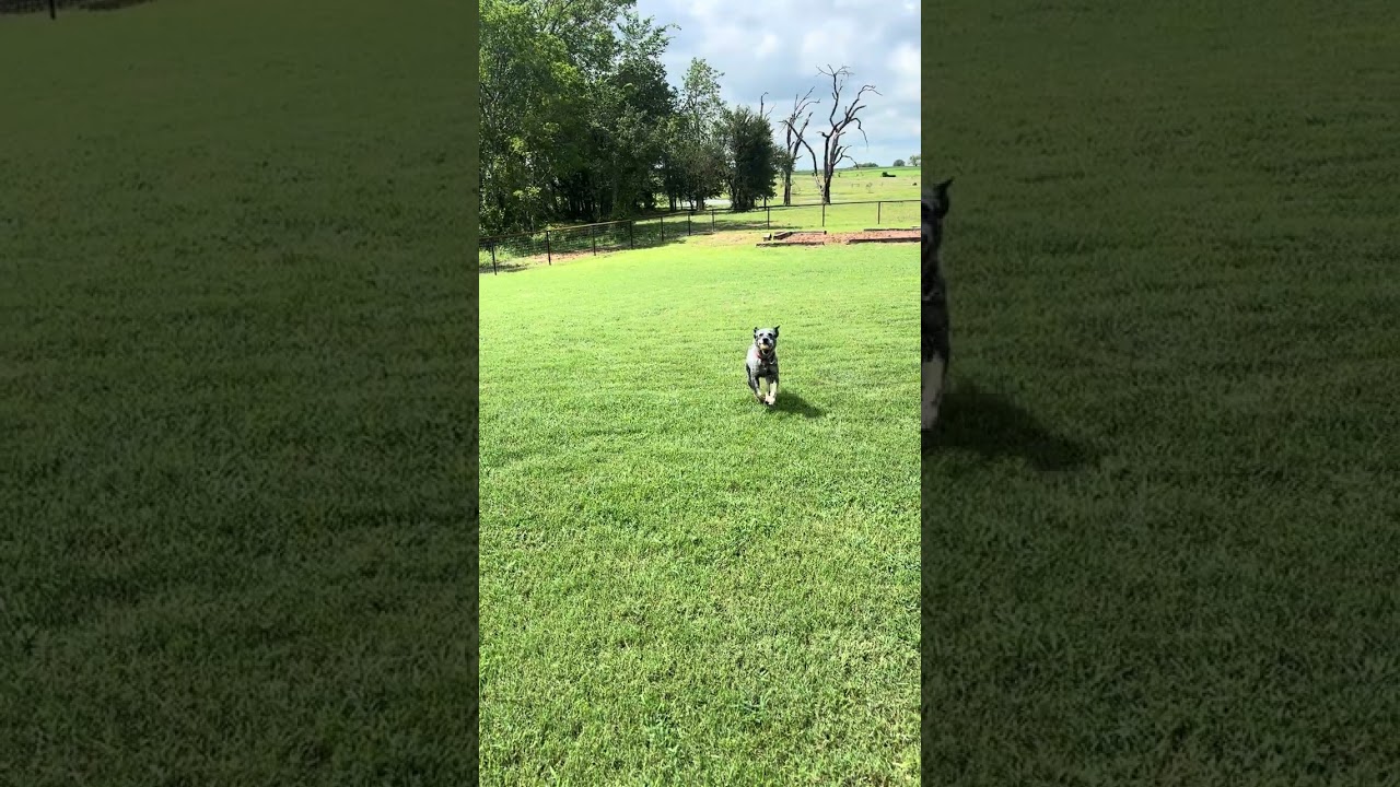 Enlarge Josie Blue, a ADOPTABLE Australian Cattle Dog / Blue Heeler in Rockdale, TX video 4/4