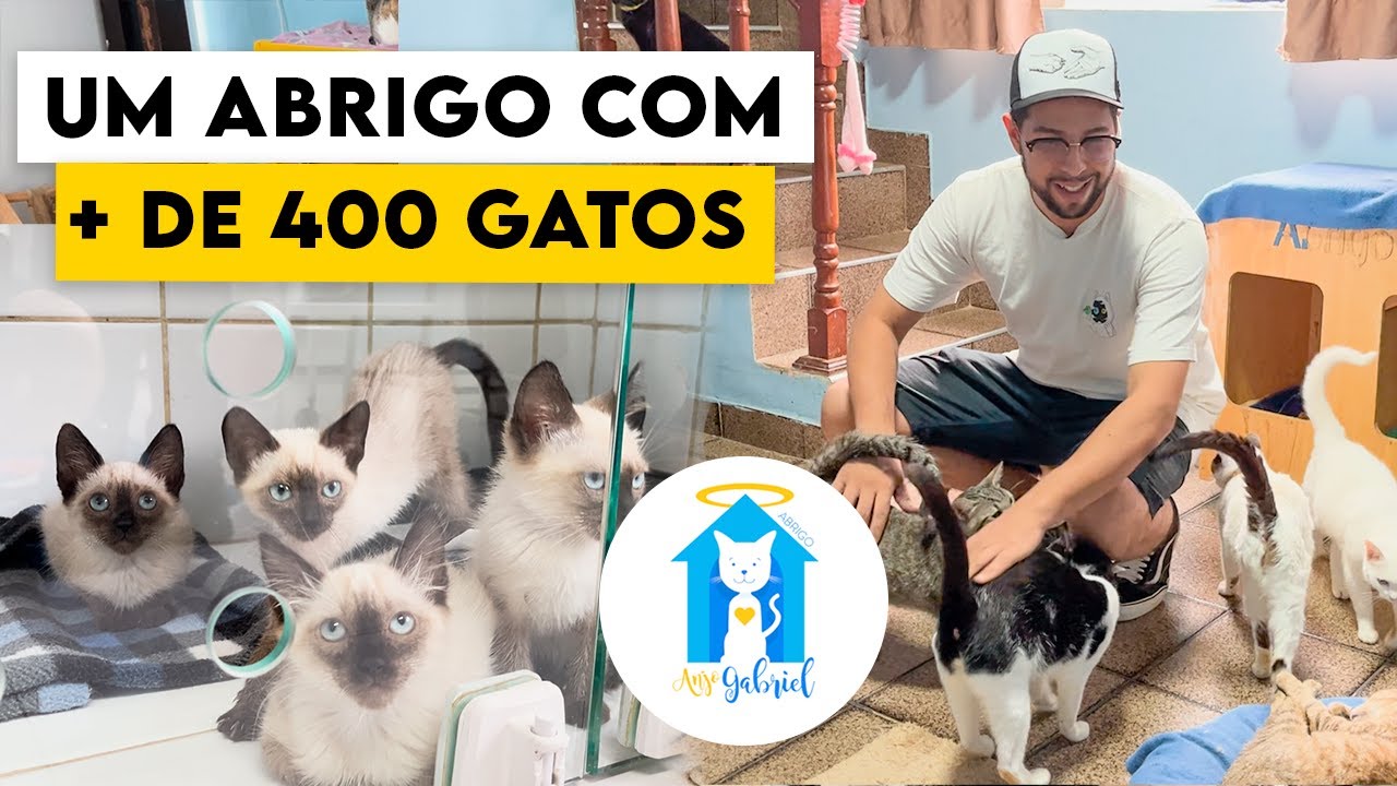 INSIDE THE ANJO GABRIEL SHELTER. CATS, LOVE AND LOTS OF HISTORY. - André Assunção The Father of Cats