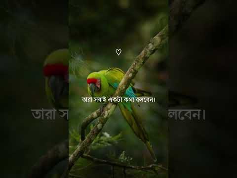 Islamic #short video#plz_subscribe_my_channel #Lamima Noshin #