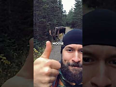 Extinct Moose Spotted Again After 100 Years