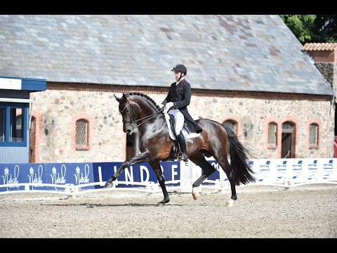 Revolution - Hengstkollektion Schockemöhle & Helgstrand 2021 DEU