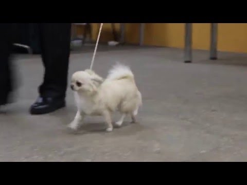 Gentle Kiss U May Prince (Yusha) JCAC, JBOB