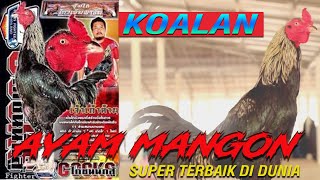 Download lagu The History of Kaulan: The Legendary Sire of Yokere from Mr. Kowsem mp3