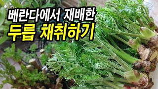베란다에서 촉성 재배한 참두릅 채취