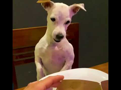 Funniest Cats 😹 Hold back Laughter if you could 😂 Funny Cats Life #catasmr #short #shorts 6