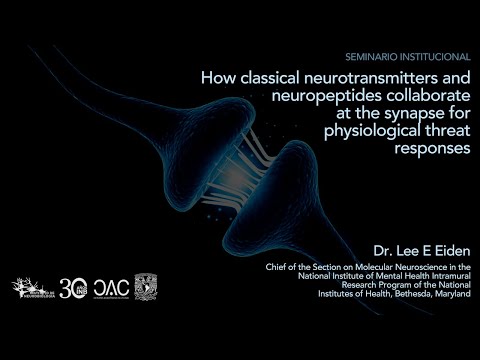 How classical neurotransmitters and neuropeptides collaborate at the synapse ...